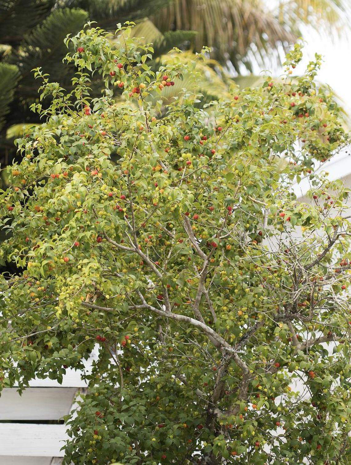 Like our native stoppers, which are in the same family, the Surinam cherry tree stays relatively small and compact.