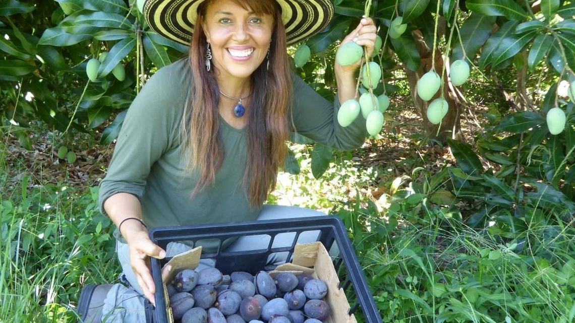 Noris Ledesma, curator of tropical fruit at Fairchild Tropical Botanic Garden, with Kastoorees, known as the blue mango.