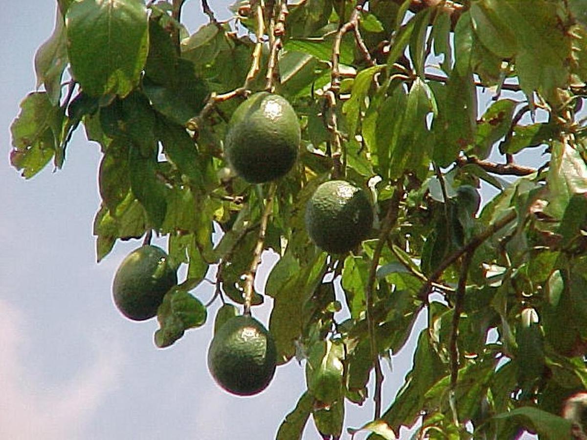 Avocado trees are one of the easier trees to restore after a storm, says Fairchild Tropical Botanical Garden’s Noris Ledesma.