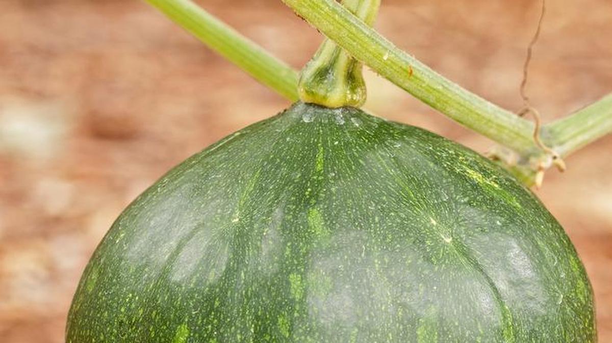 This Seminole pumpkin needs some time yet to ripen.