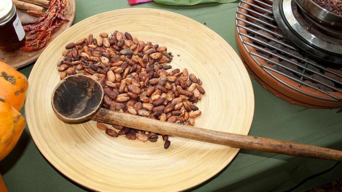 Fairchild’s tropical garden column: Plants provide chocolate for all the senses