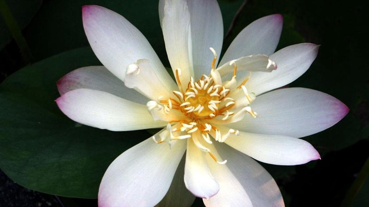 Fully open dwarf lotus called Green Maiden is growing in a pot.