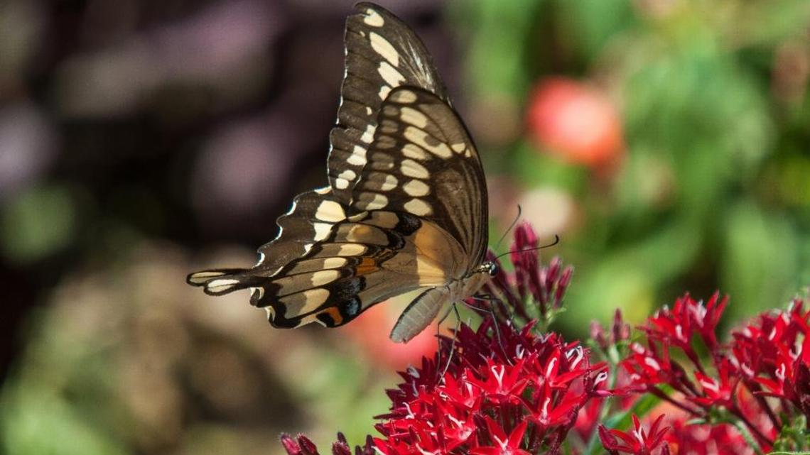 In between laying eggs, the black swallowtail goes for the nectar-rich pentas blossoms.