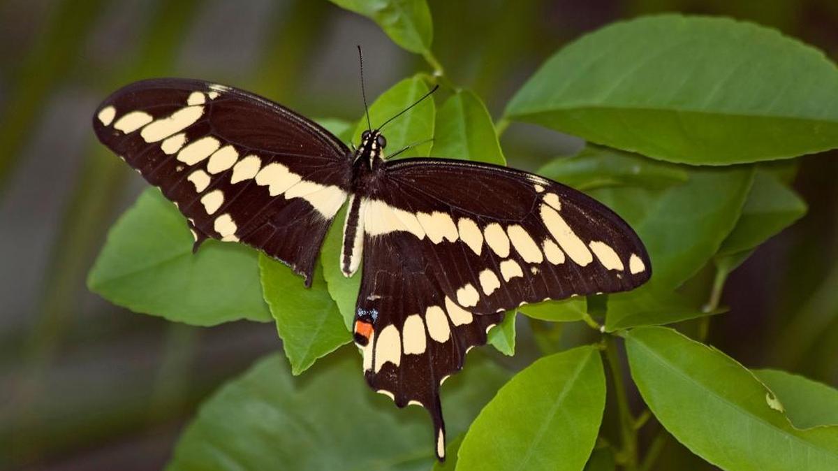 A damaged adult giant swallowtail on Meyer lemon, its citrus host plant.