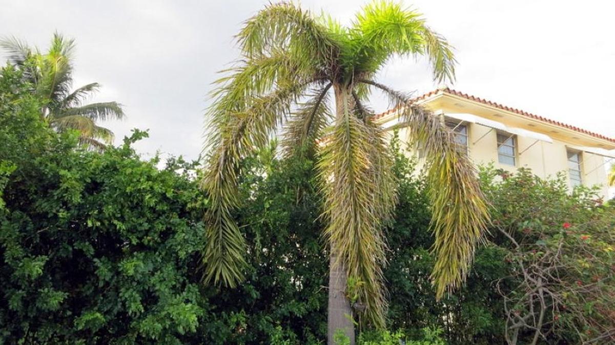 
Foxtail palms are notoriously nutrient deficient. Premature trimming of green leaves can exacerbate the deficiency.

