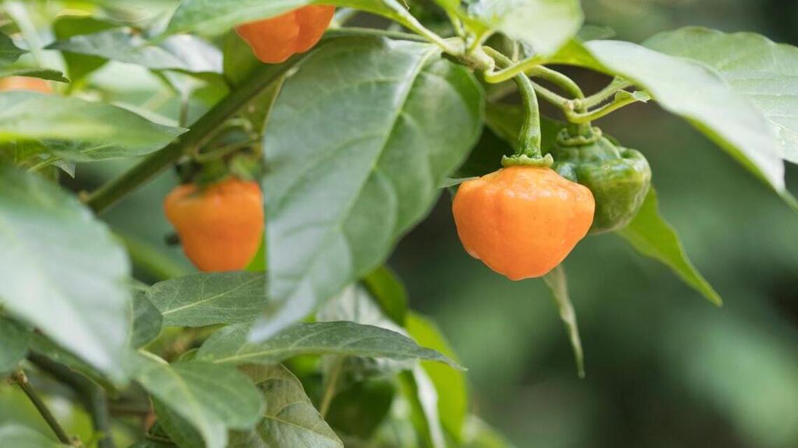 Yes, you can have a summer vegetable garden in Miami (but maybe not the plants you expect)