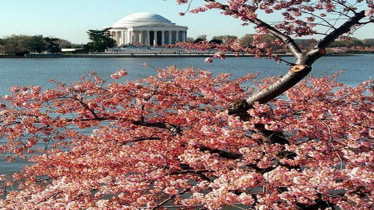 
Blooming cherry trees frame the Jefferson Memorial as it is seen across the Tidal Basin in Washington.
