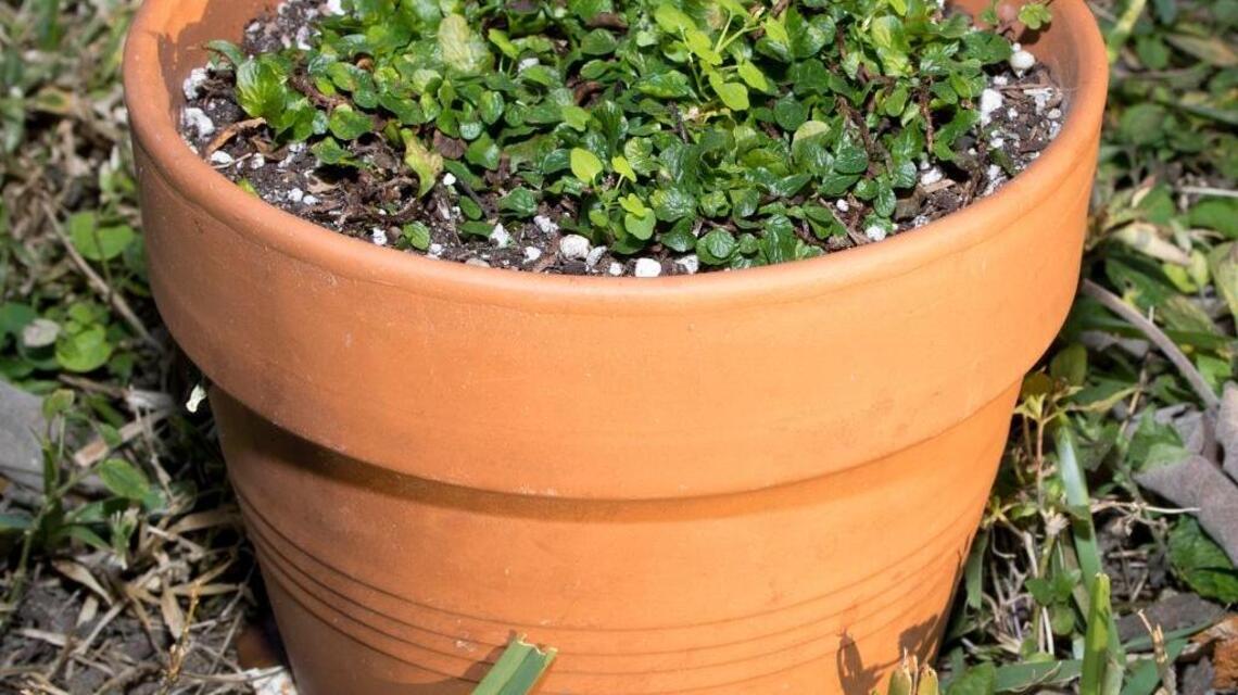 Life in a pot