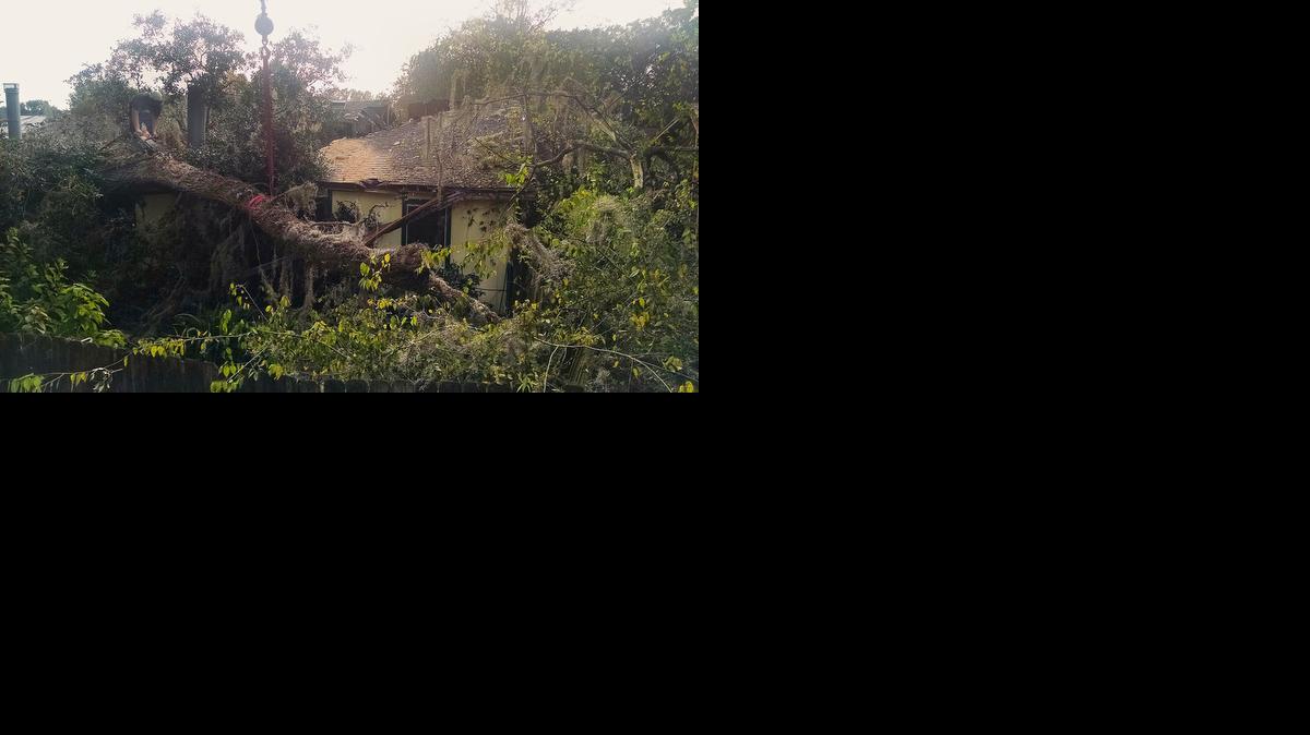 Even healthy trees can fail because of their size and weight, like this tree, which collapsed across several properties in Tallahassee. The role of a landscape inspector is to locate trees with predisposing faults like disease and cracks that can be pruned or removed before causing any damage.