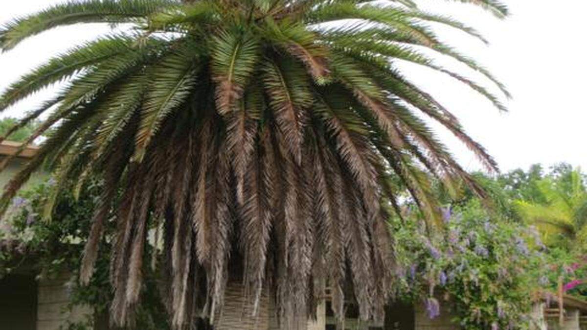 
Palms don’t need to be trimmed. Brown leaves protect the center of growth from damage and provide shelter to animals. 
