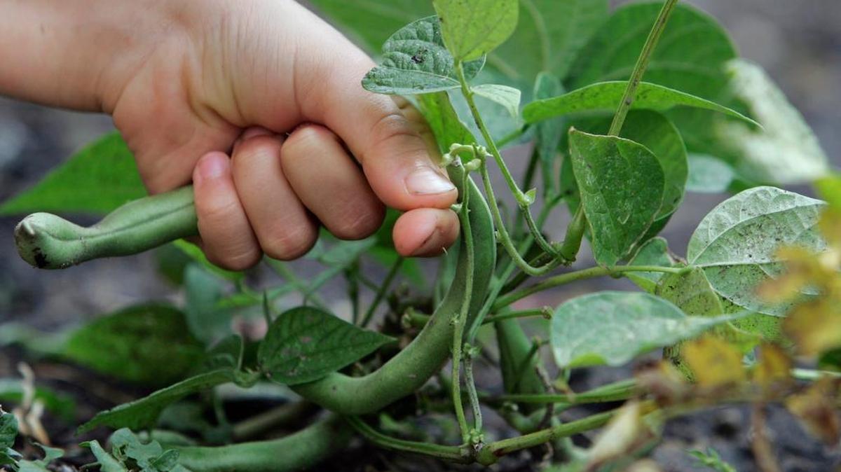 
Pick snap beans gently and don’t let them grow too long.
