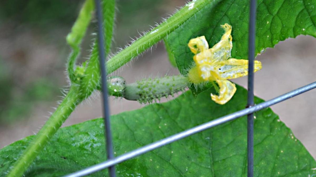 The stem on the yellow blossom will grow into a cucumber.
