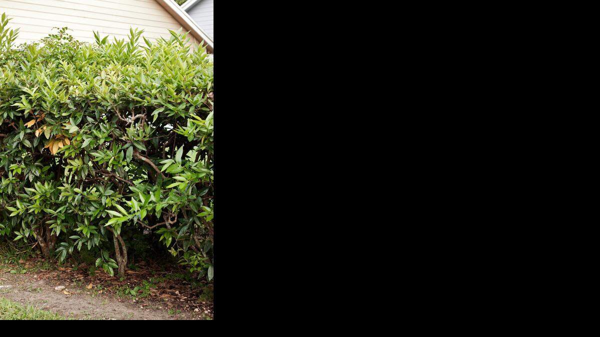 
This Ficus benjamina hedge looks less than healthy.
