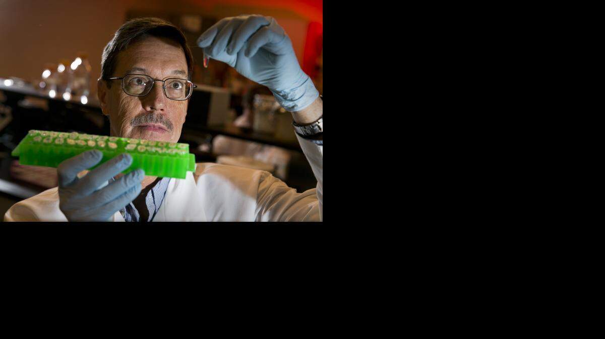 <cutline_leadin>extracting mango dna:</cutline_leadin> Dr. Michael Hass works as a biochemist at Fairchild Tropical Botanic Garden. His current project is to put all 600 species of mango from Fairchild farms into a DNA bank.<252><137>Science Village, Baddour DNA Laboratory on Thursday, September 25, 2014. He is currently working on a project to put all 600 species of mango from Fairchild farms into a DNA data bank.<252><137>