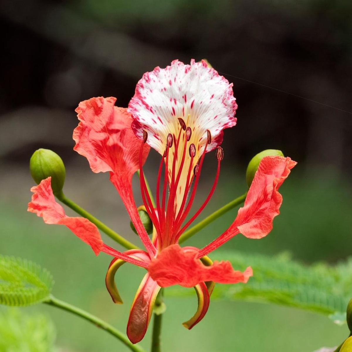 The typical royal poinciana flower.
