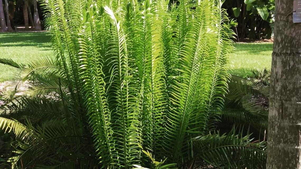 
A new flush of Encephalartos barterii at Fairchild Tropical Botanic Garden. Older leaves should not be removed because new leaves are sensitive and can be easily injured while older leaves store nutrients that may be important for growth.

