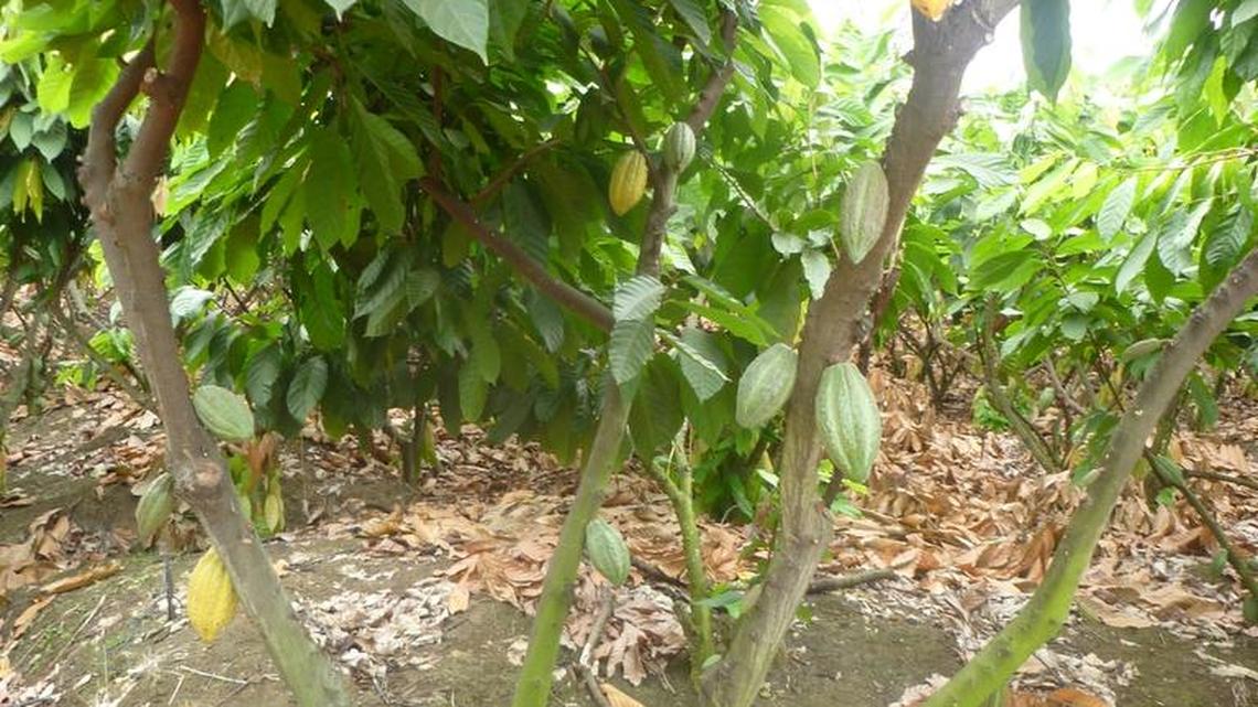 Cacao Crioyo, a self-fertilizing type grown at Fairchild Tropical Botanic Garden.