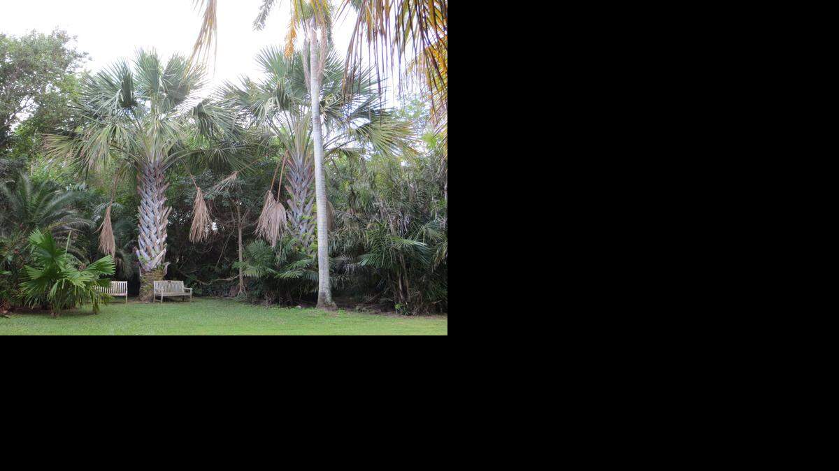 
Corypha palms gamble their reproductive success and produce flowers one time and then die. 
