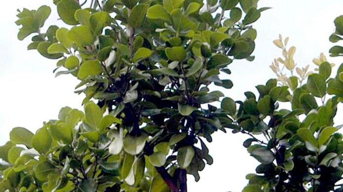 Black ironwood, a native tree of South Florida and the Caribbean, has a tiny notch at the end of each leaf.