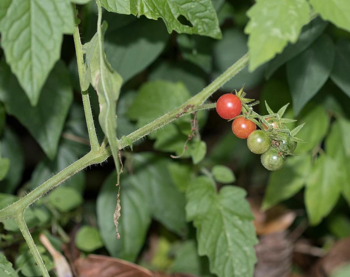 Everglades tomatoes sprawl inches above the soil.