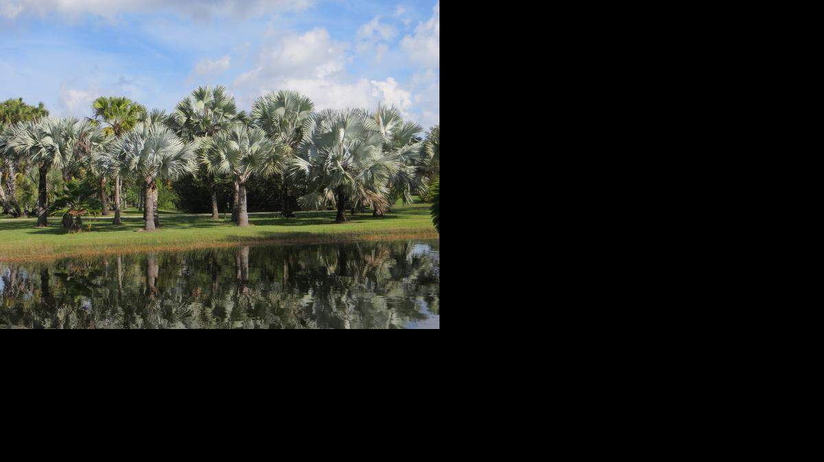 
Bismarck palms (Bismarkia nobilis) rarely get the credit they deserve. The silver-blue leaves and beautiful growth habit of Bismark palms make all other palms look healthier.
