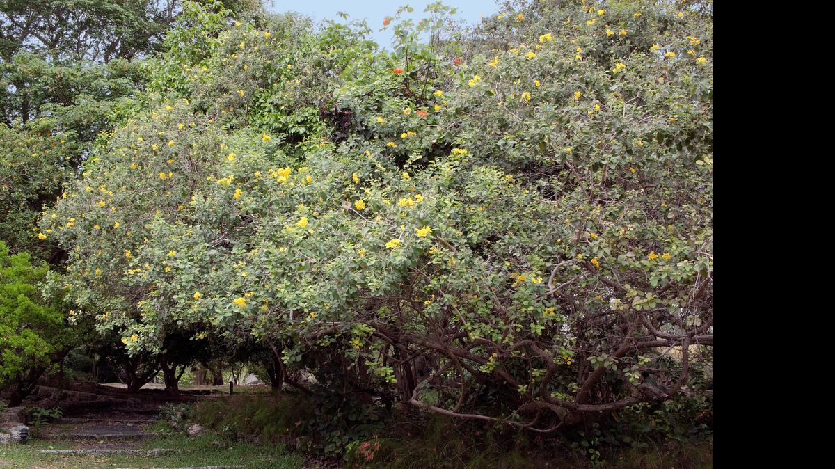
A sprawling yellow Geiger.
