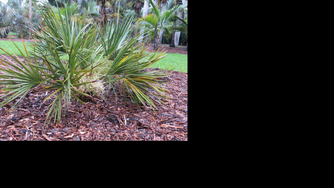 
Dwarf cabbage palm (Sabal minor) is a small palm that grows its trunk underground. This palm is great for a small space with lots of light.
