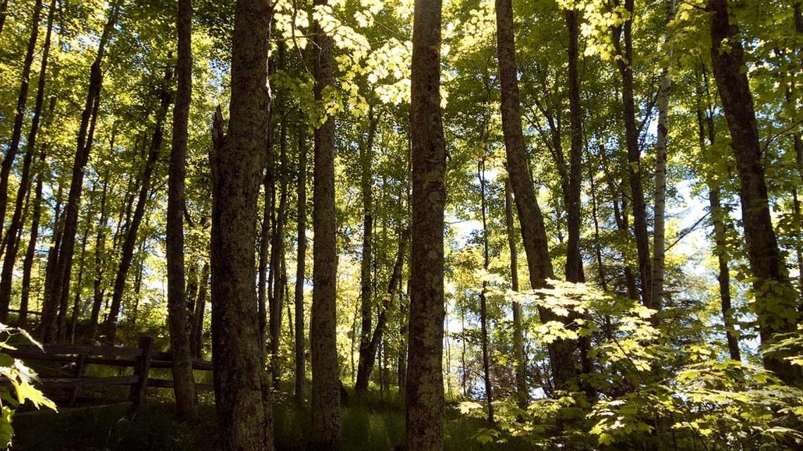 Trees tend to shed perpetually shaded branches.