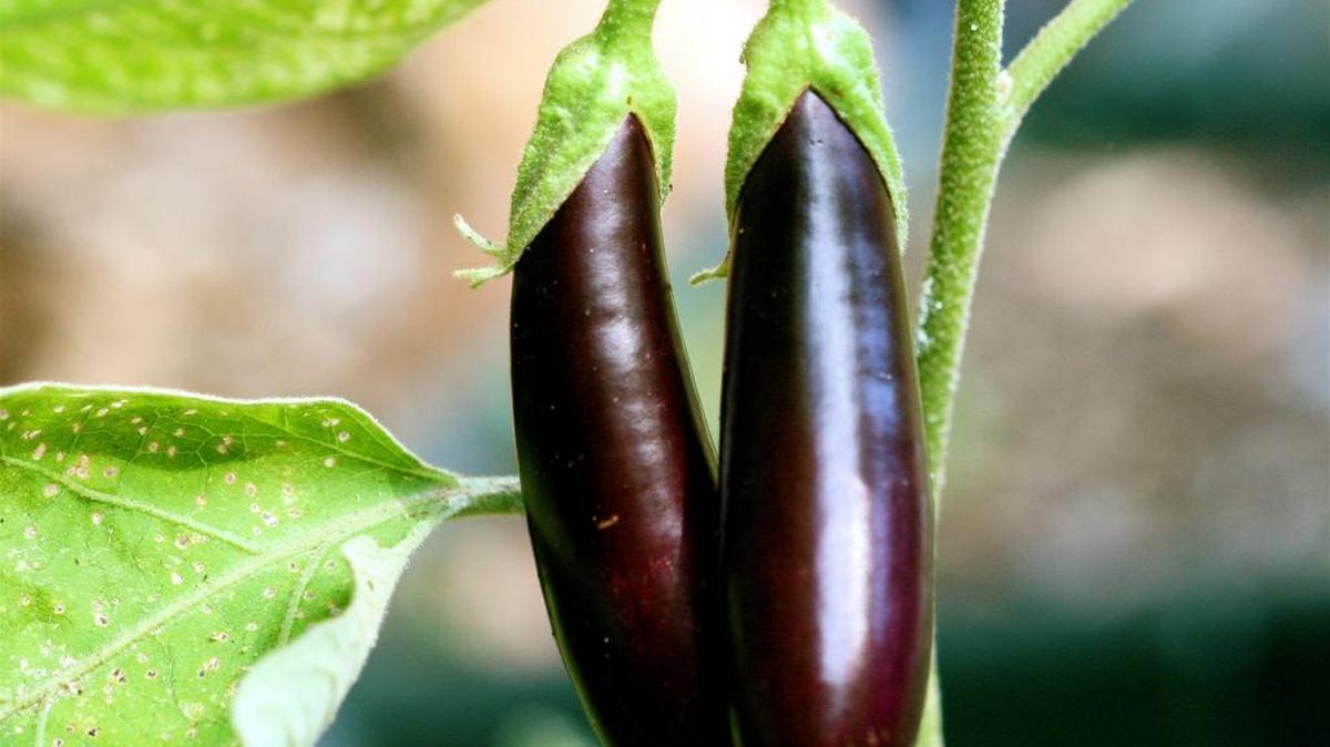 
Eggplants like hot summers and can be planted now, unlike many vegetables.
