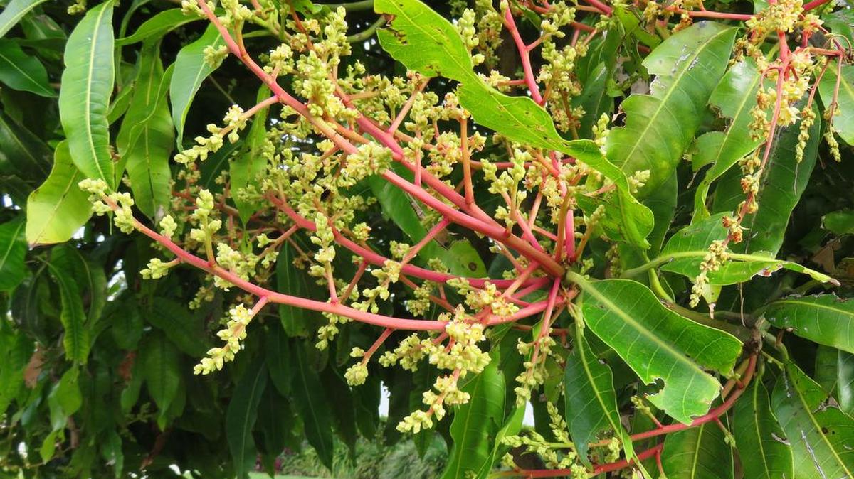 Warm, wet weather delayed the blossoming of mango trees this year.