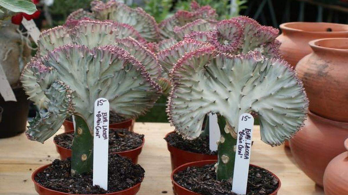 
Crested Euphorbia plants
