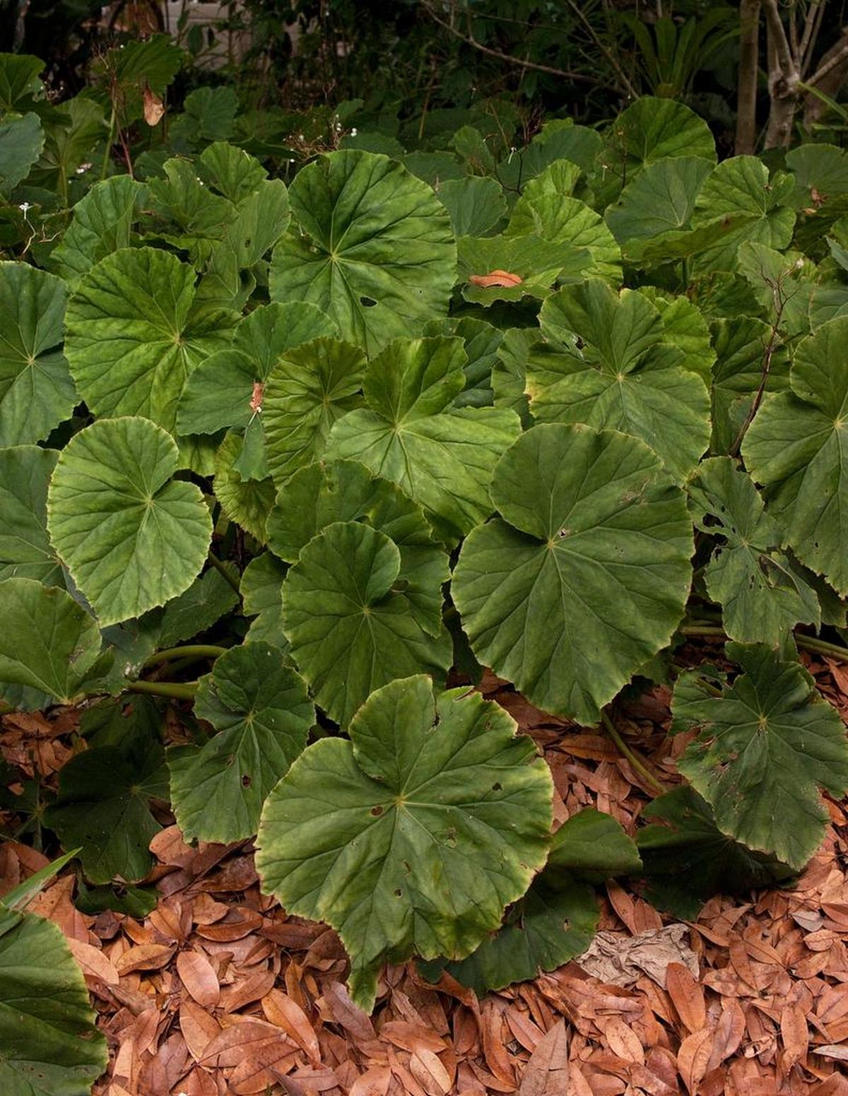 Begonia popenoei is an easy garden plant.