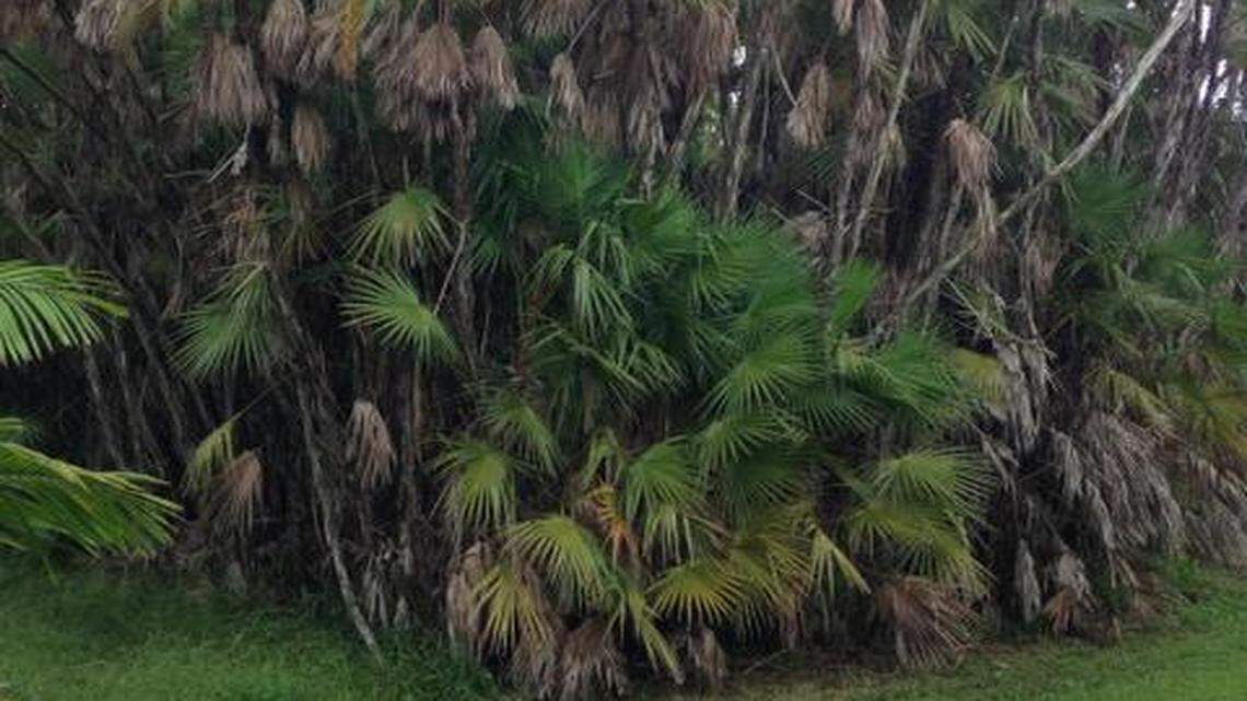 
Paurotis palm grows in large clumps in the marshes of the Everglades. This palm is much happier in the water so don’t leave yours high and dry.
