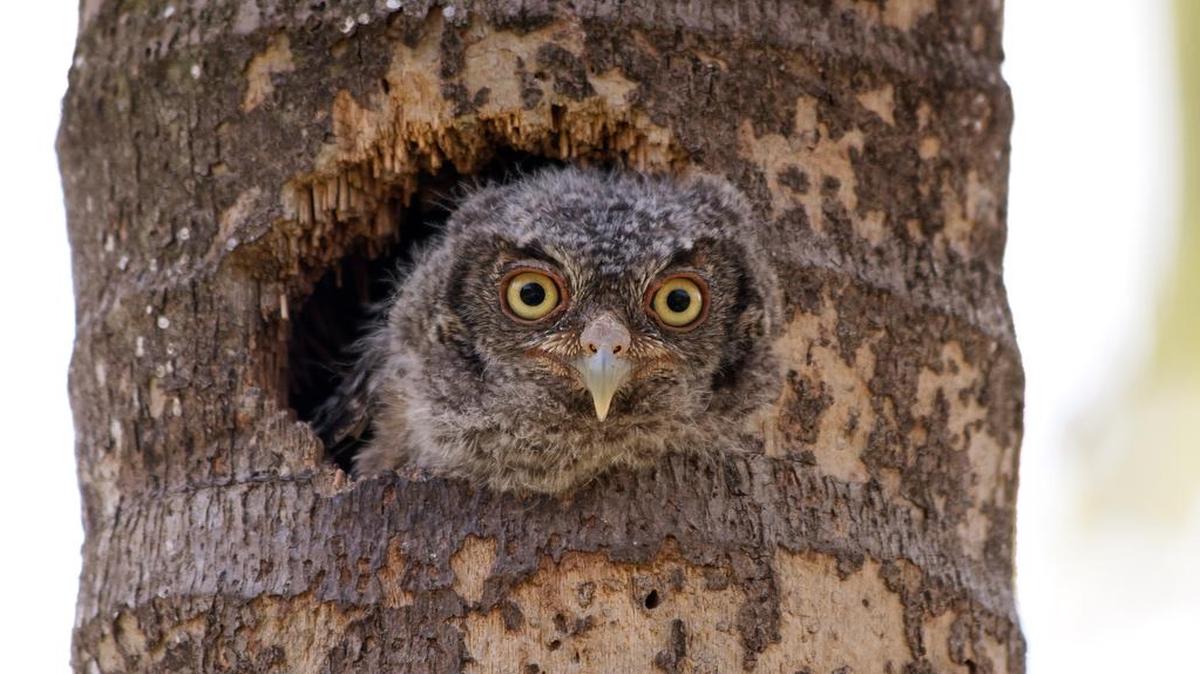 
An immature eastern screech owl checks what’s going on outside.
