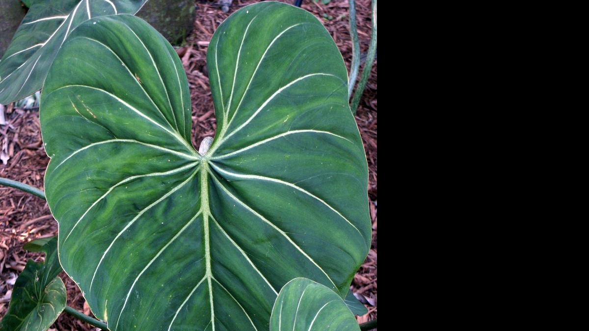 
Philodendron gloriosum is a beautiful and slow-growing plant that does well in light shade. 
