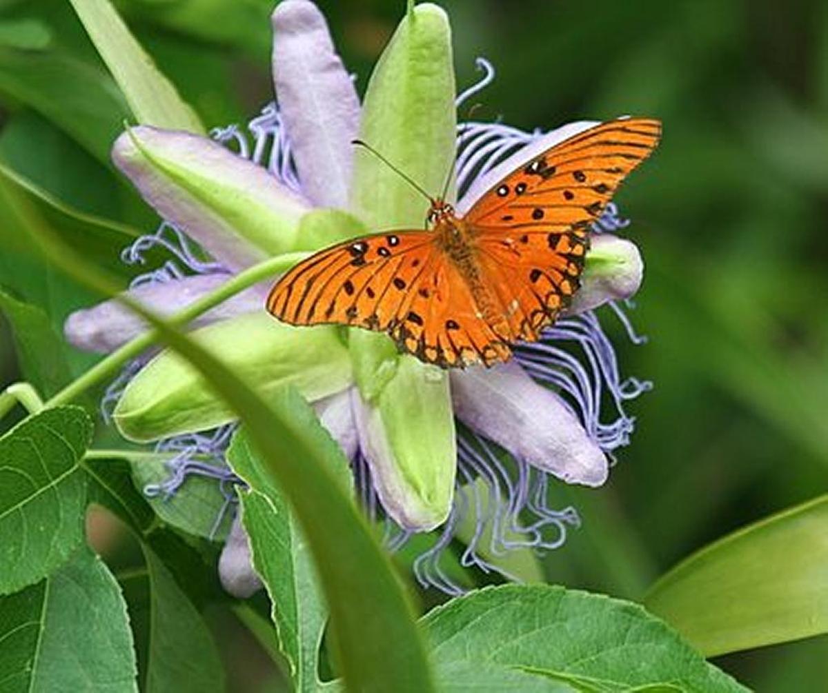 A butterfly garden is good for the environment and attractive.