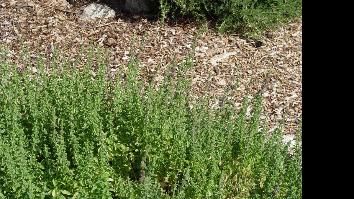 
Woodchips are easily obtained in bulk for mulches that weather to a natural organic color the first season in the garden. 
