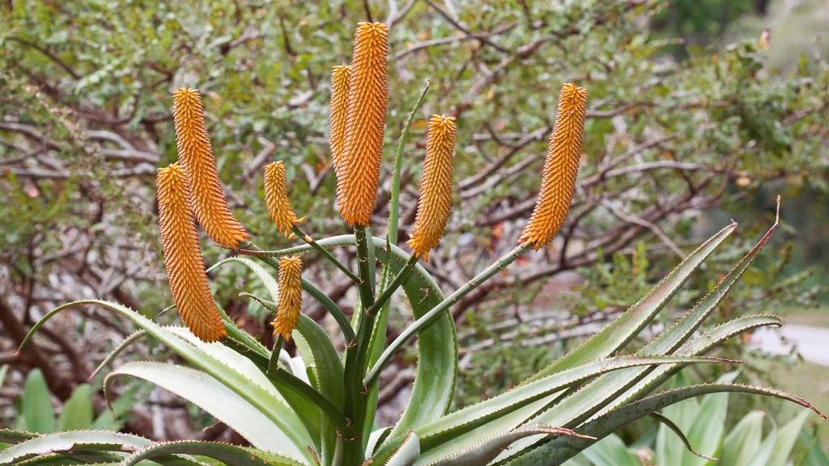 Aloe rupestris grows to tree-like heights with branching flower spikes.