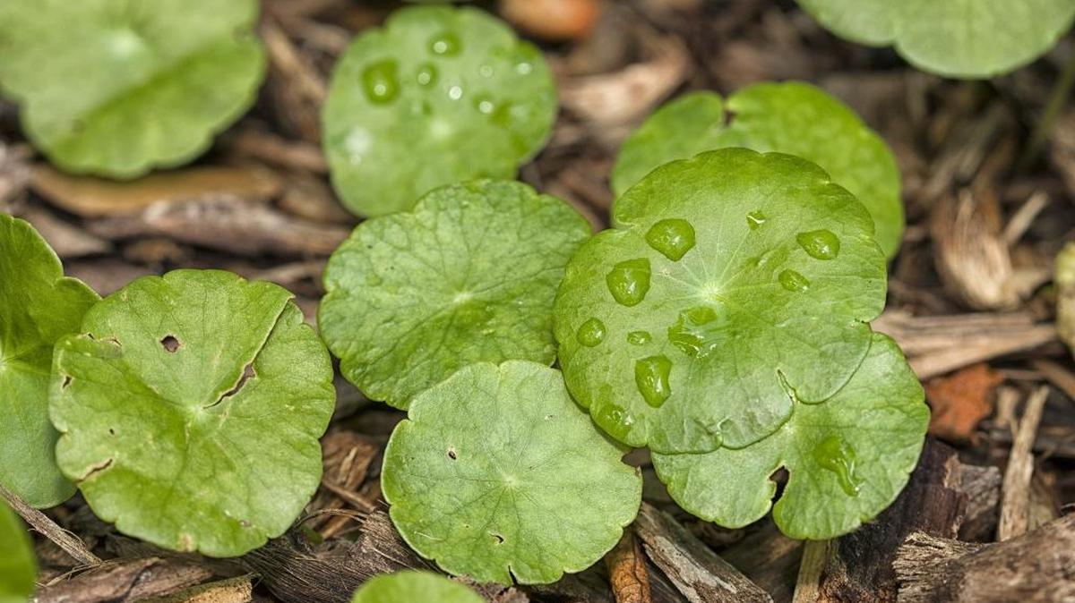 Hydrocotyle or pennywort is a common weed on heavily watered lawns.