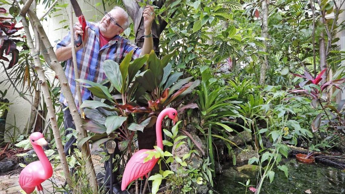 
Larry Lynam trims a tree limb in his garden at his Coral Springs home.
