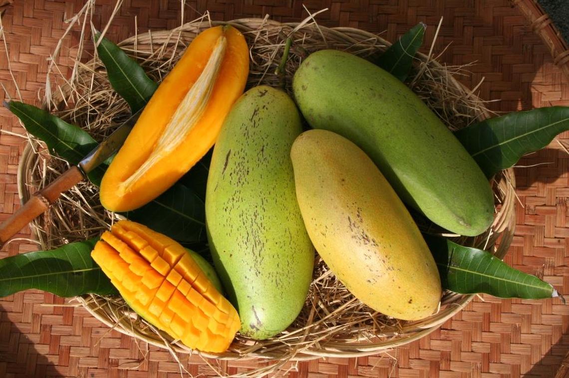 The Siamese mango, which is from Singapore, is a wild mango but has been commercialized.