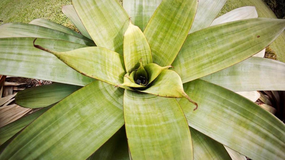 Bromeliad tanks form phytotelmata, a home to creatures including mosquitoes.