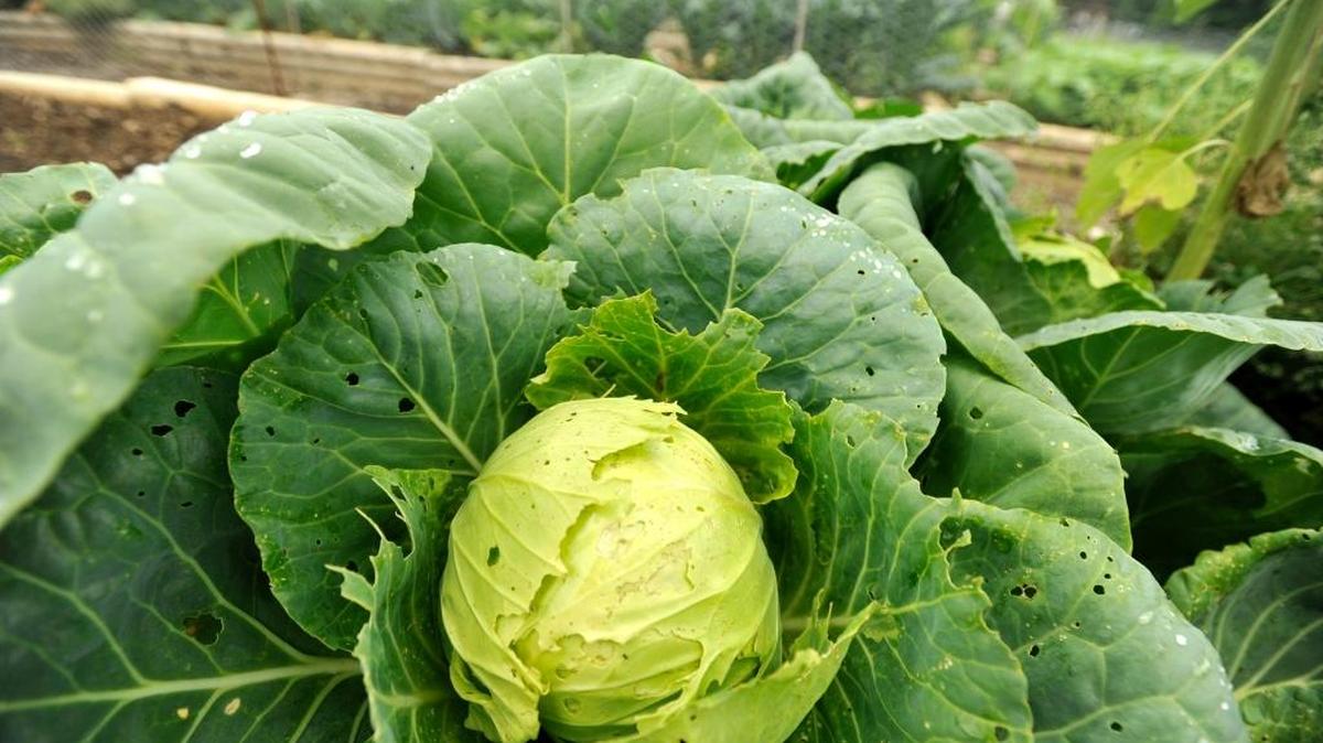 Don’t crowd cabbage plants — outer leaves have a wider spread than you think.