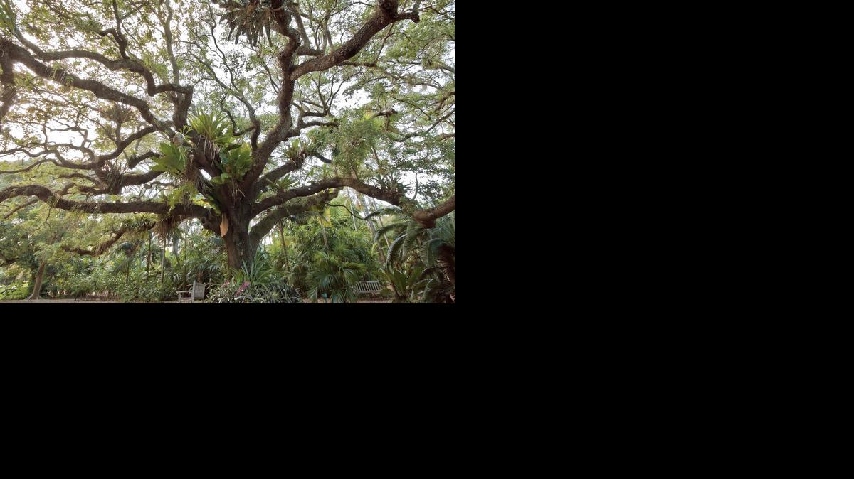 
A sprawling canopy is trademark of a live oak.
