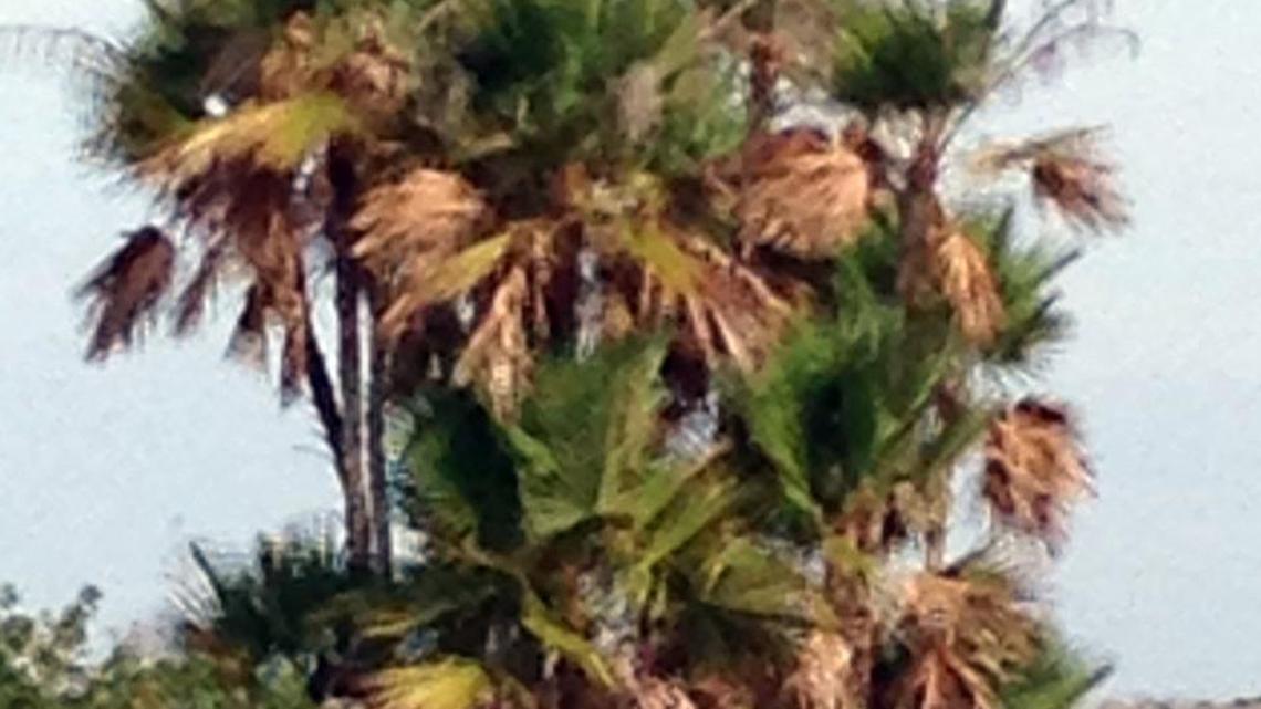 Is multiple-stemmed paurotis a tree? It all depends on your definition.