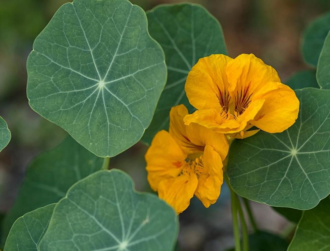 Nasturtium flowers and leaves are ready to pick and eat.