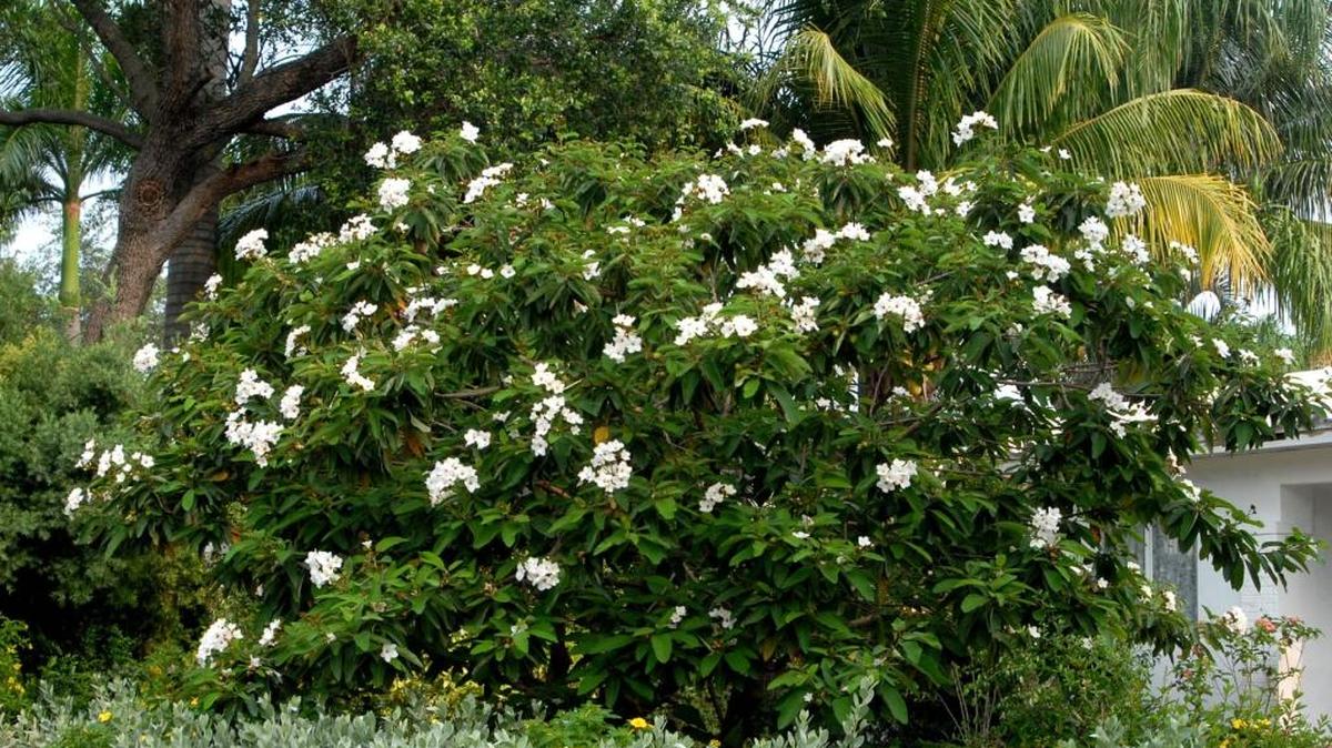 A drought-tolerant flowering tree that's suitable for small yards is Texas wild olive.