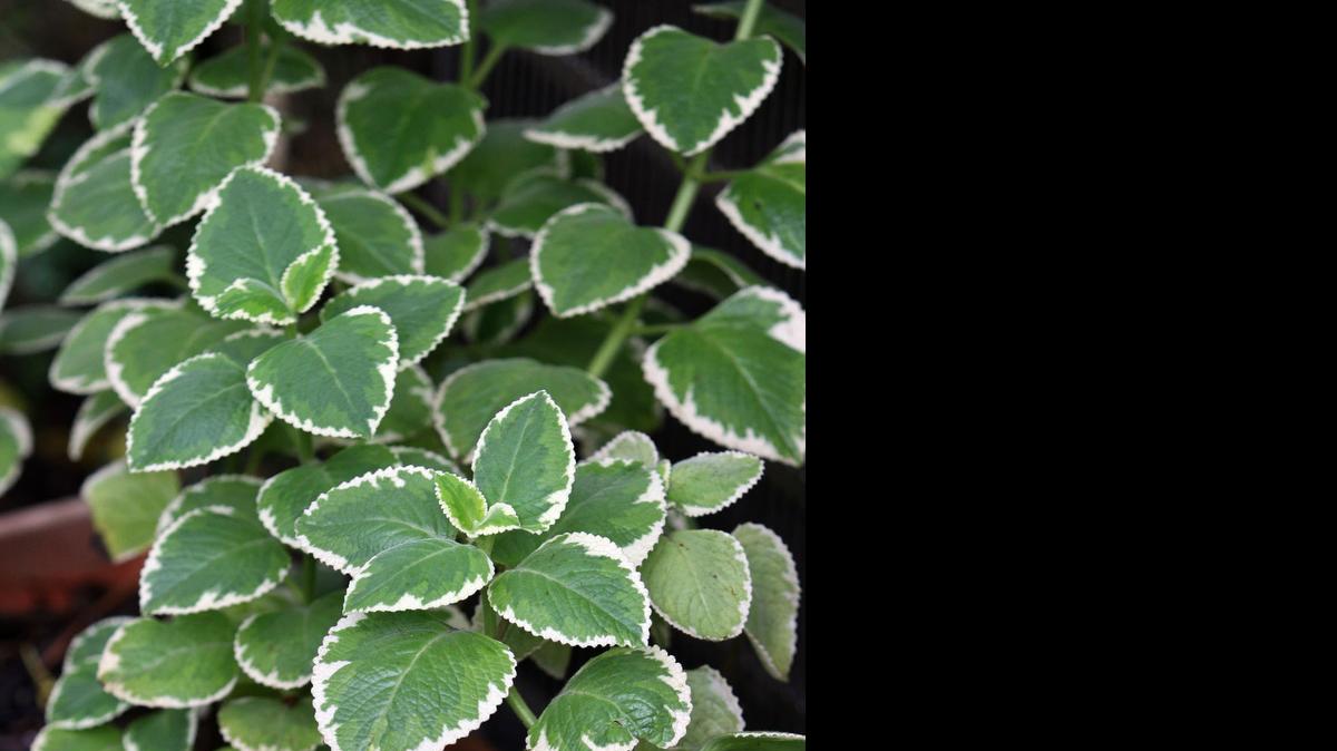 
Cuban oregano has a flavor similar to true oregano and looks like coleus.

