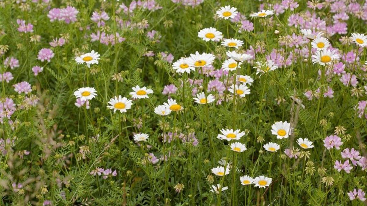 This highway roadside in Wisconsin is loaded with wildflowers.