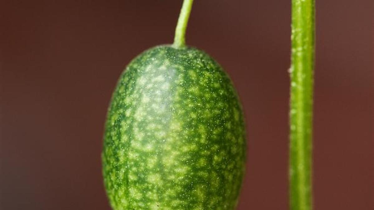 
Creeping cucumber’s tiny fruit

